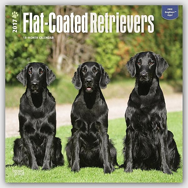 Flat-Coated Retrievers 2017 - 18-Monatskalender