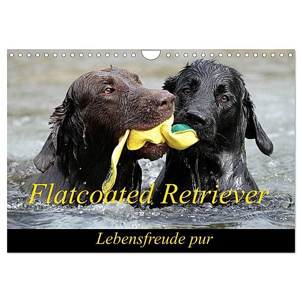 Flatcoated Retriever (Wandkalender 2024 DIN A4 quer), CALVENDO Monatskalender, Beatrice Müller