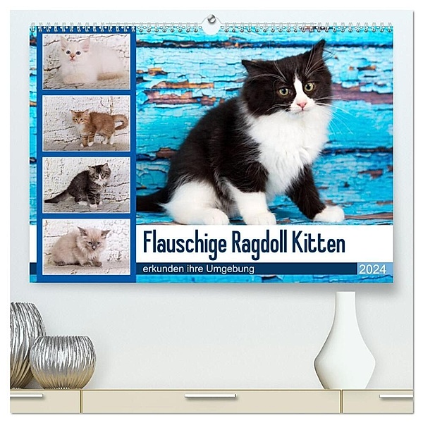 Flauschige Ragdoll Kitten (hochwertiger Premium Wandkalender 2024 DIN A2 quer), Kunstdruck in Hochglanz, Fotodesign Verena Scholze