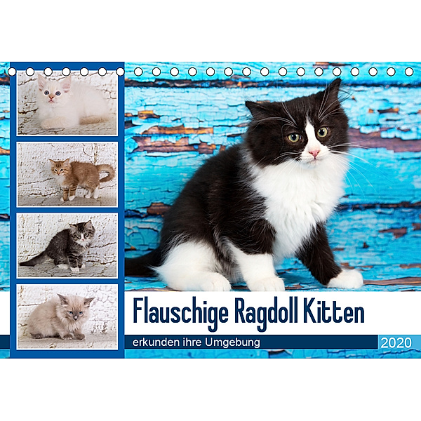 Flauschige Ragdoll Kitten (Tischkalender 2020 DIN A5 quer), Verena Scholze