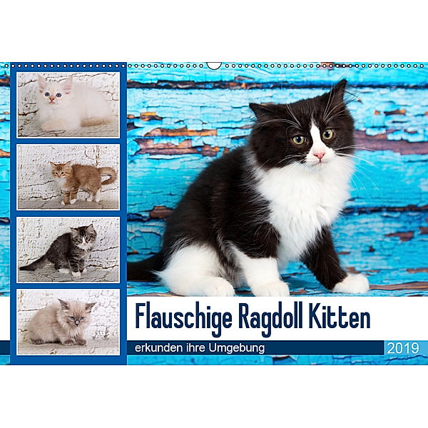 Flauschige Ragdoll Kitten (Wandkalender 2019 DIN A2 quer), Verena Scholze