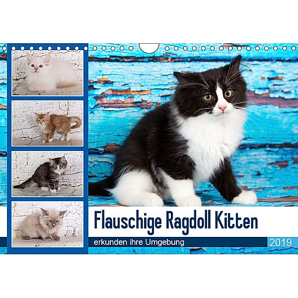 Flauschige Ragdoll Kitten (Wandkalender 2019 DIN A4 quer), Verena Scholze