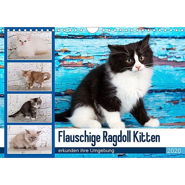 Flauschige Ragdoll Kitten (Wandkalender 2020 DIN A4 quer), Verena Scholze