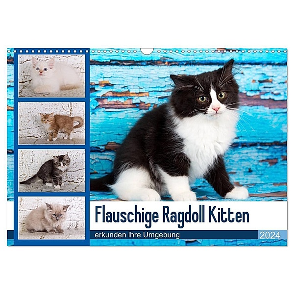 Flauschige Ragdoll Kitten (Wandkalender 2024 DIN A3 quer), CALVENDO Monatskalender, Fotodesign Verena Scholze