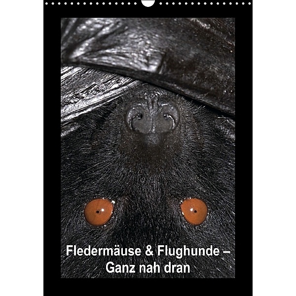 Fledermäuse & Flughunde - Ganz nah dran (Wandkalender 2014 DIN A3 hoch)