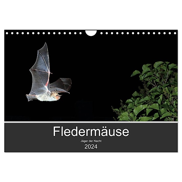 Fledermäuse - Jäger der Nacht (Wandkalender 2024 DIN A4 quer), CALVENDO Monatskalender, Otto Schäfer