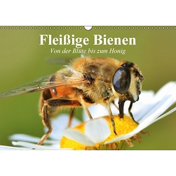 Fleißige Bienen. Von der Blüte bis zum Honig (Wandkalender 2016 DIN A3 quer), Elisabeth Stanzer
