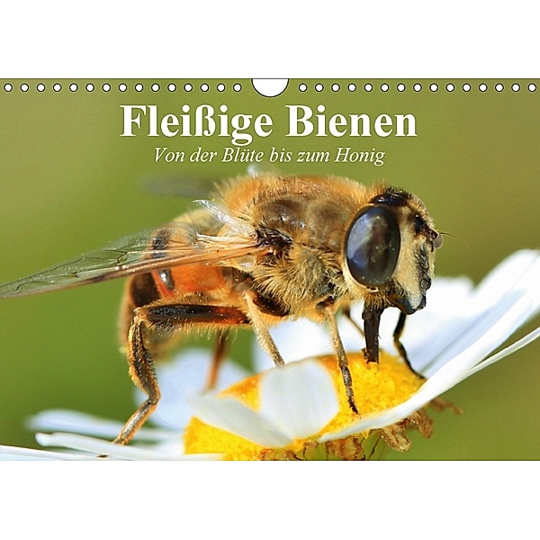 Fleißige Bienen. Von der Blüte bis zum Honig (Wandkalender 2018 DIN A4 quer), Elisabeth Stanzer