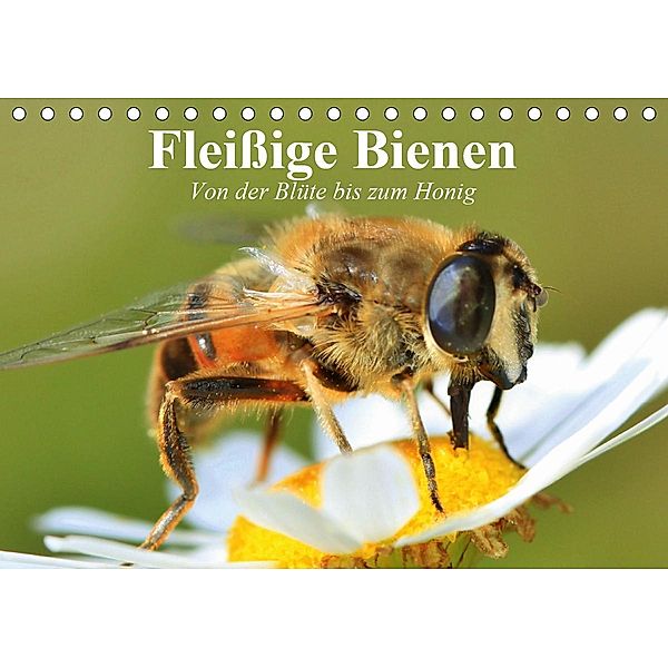 Fleißige Bienen. Von der Blüte bis zum Honig (Tischkalender 2021 DIN A5 quer), Elisabeth Stanzer