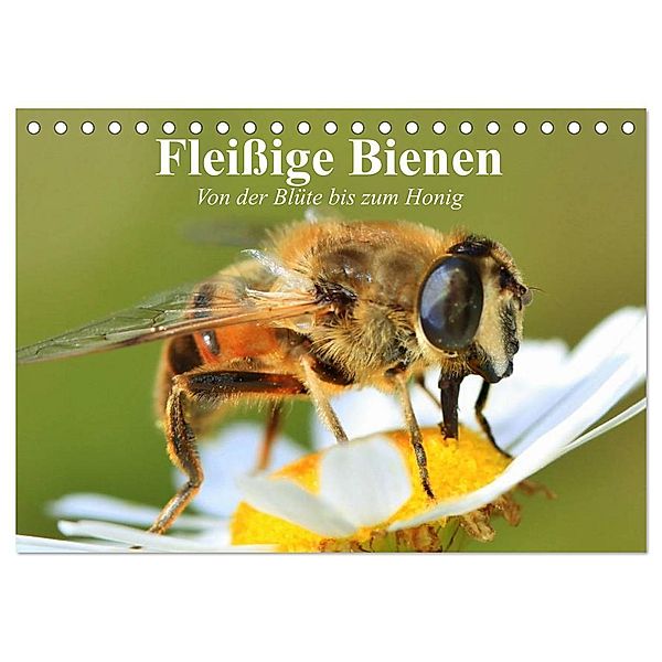 Fleißige Bienen. Von der Blüte bis zum Honig (Tischkalender 2024 DIN A5 quer), CALVENDO Monatskalender, Elisabeth Stanzer