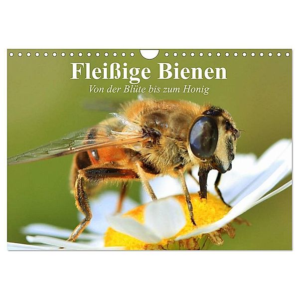 Fleißige Bienen. Von der Blüte bis zum Honig (Wandkalender 2024 DIN A4 quer), CALVENDO Monatskalender, Elisabeth Stanzer