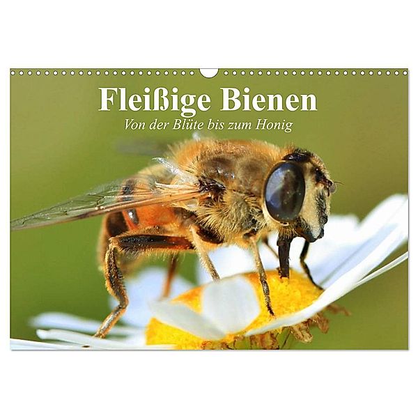 Fleißige Bienen. Von der Blüte bis zum Honig (Wandkalender 2024 DIN A3 quer), CALVENDO Monatskalender, Elisabeth Stanzer