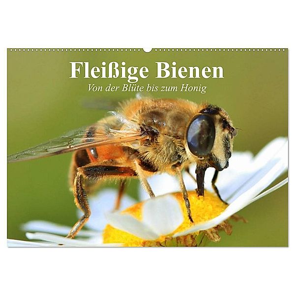 Fleißige Bienen. Von der Blüte bis zum Honig (Wandkalender 2024 DIN A2 quer), CALVENDO Monatskalender, Elisabeth Stanzer