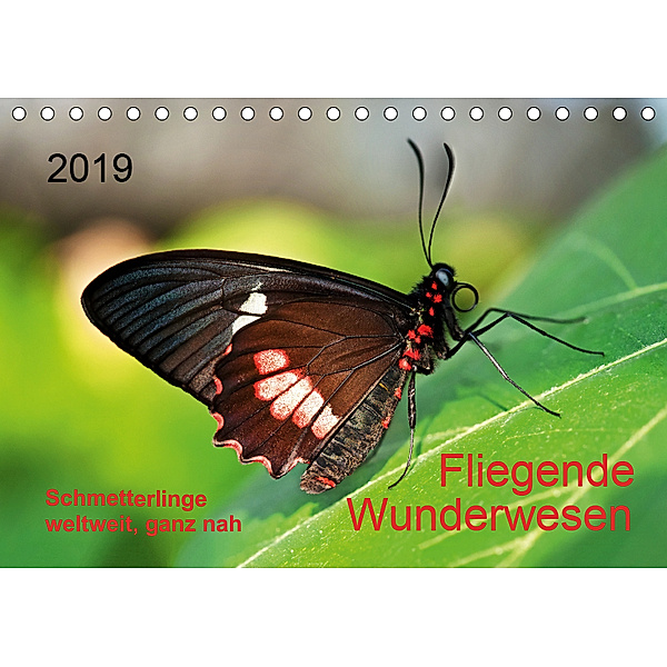 Fliegende Wunderwesen. Schmetterlinge weltweit, ganz nah (Tischkalender 2019 DIN A5 quer), Thomas Zeidler