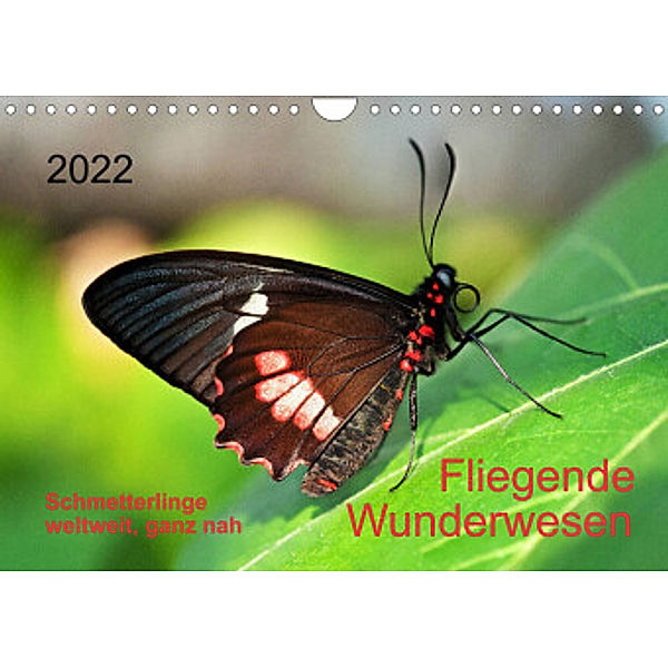 Fliegende Wunderwesen. Schmetterlinge weltweit, ganz nah (Wandkalender 2022 DIN A4 quer), Thomas Zeidler