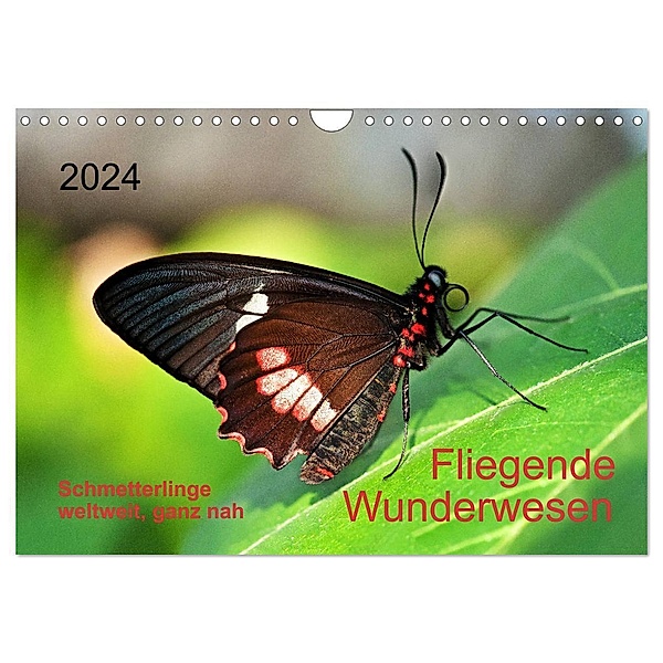 Fliegende Wunderwesen. Schmetterlinge weltweit, ganz nah (Wandkalender 2024 DIN A4 quer), CALVENDO Monatskalender, Thomas Zeidler