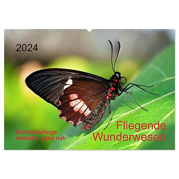 Fliegende Wunderwesen. Schmetterlinge weltweit, ganz nah (Wandkalender 2024 DIN A2 quer), CALVENDO Monatskalender, Thomas Zeidler