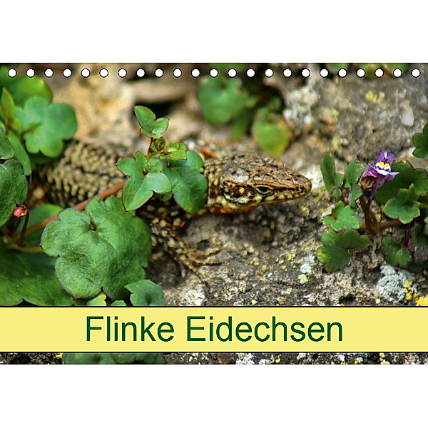 Flinke Eidechsen (Tischkalender 2019 DIN A5 quer), kattobello