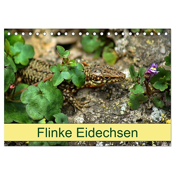 Flinke Eidechsen (Tischkalender 2024 DIN A5 quer), CALVENDO Monatskalender, Kattobello