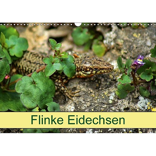 Flinke Eidechsen (Wandkalender 2018 DIN A3 quer), Kattobello