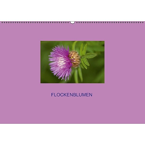Flockenblumen (Wandkalender immerwährend DIN A2 quer), Bogna Mazunov