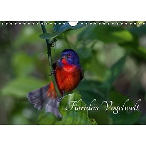 Floridas Vogelwelt (Wandkalender 2016 DIN A4 quer), Ralf Weise / natureinimages.com
