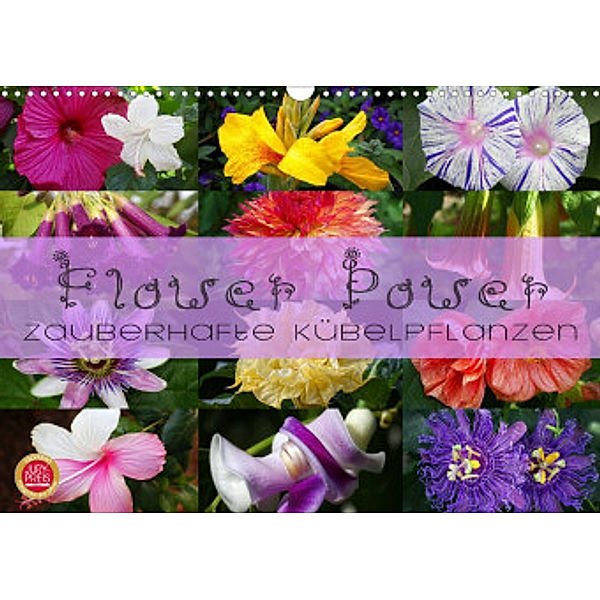 Flower Power - Zauberhafte Kübelpflanzen (Wandkalender 2022 DIN A3 quer), Martina Cross