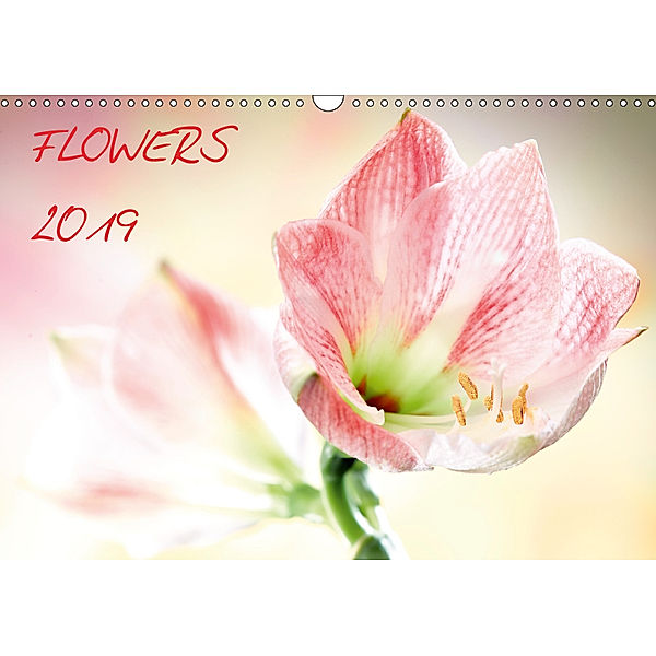 Flowers / 2019 (Wandkalender 2019 DIN A3 quer), Axel Waldecker