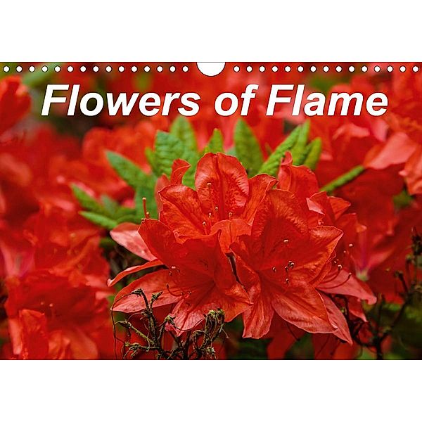 Flowers of Flame (Wall Calendar 2021 DIN A4 Landscape), David Knowles