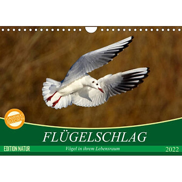Flügelschlag - Vögel in ihrem natürlichen Lebensraum (Wandkalender 2022 DIN A4 quer), Axel  /  Elsner, Claudia Kottal