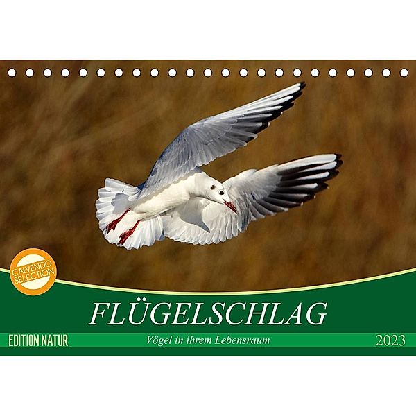 Flügelschlag - Vögel in ihrem natürlichen Lebensraum (Tischkalender 2023 DIN A5 quer), Axel  /  Elsner, Claudia Kottal