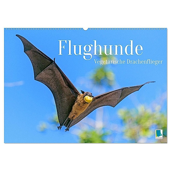 Flughunde: Vegetarische Drachenflieger (Wandkalender 2025 DIN A2 quer), CALVENDO Monatskalender, Calvendo