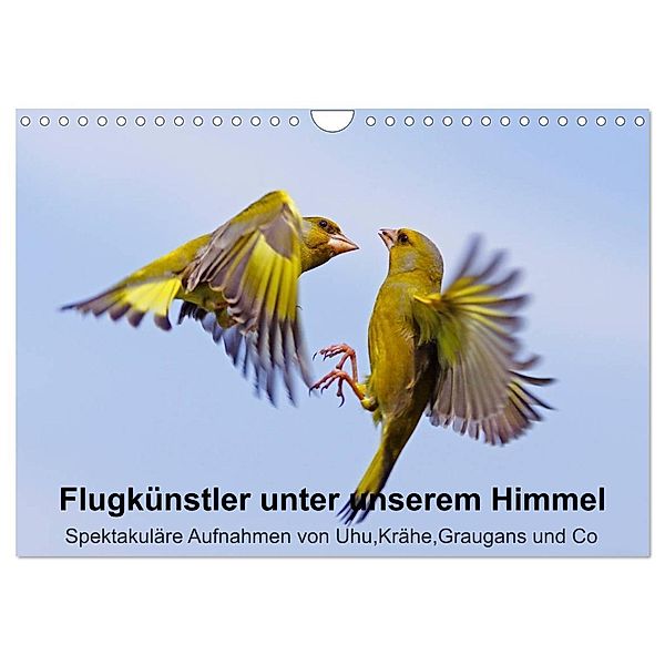 Flugkünstler unter unserem Himmel - Spektakuläre Aufnahmen von Uhu,Krähe,Graugans und Co (Wandkalender 2024 DIN A4 quer), CALVENDO Monatskalender, Lutz Klapp