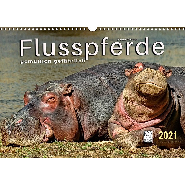 Flusspferde - gemütlich gefährlich (Wandkalender 2021 DIN A3 quer), Peter Roder