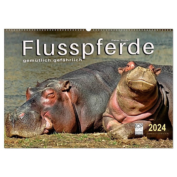 Flusspferde - gemütlich gefährlich (Wandkalender 2024 DIN A2 quer), CALVENDO Monatskalender, Peter Roder