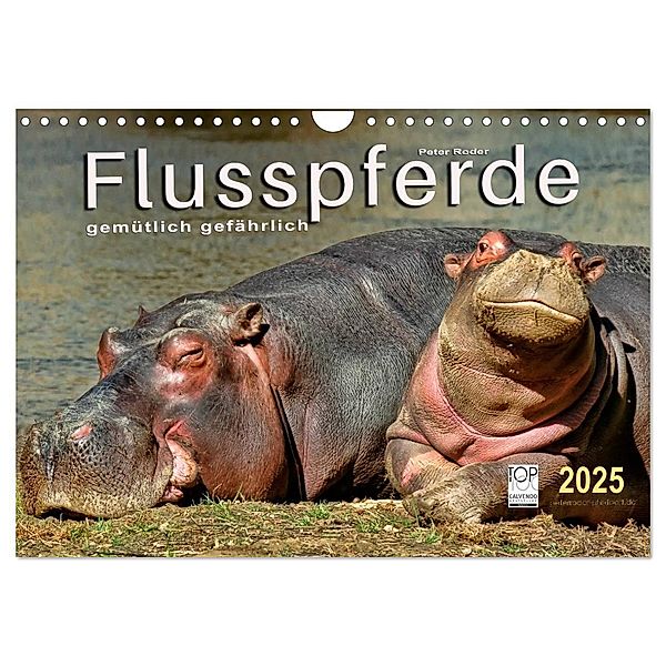 Flusspferde - gemütlich gefährlich (Wandkalender 2025 DIN A4 quer), CALVENDO Monatskalender, Calvendo, Peter Roder