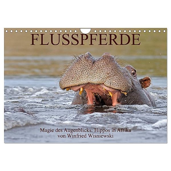 Flusspferde Magie des Augenblicks - Hippos in Afrika (Wandkalender 2024 DIN A4 quer), CALVENDO Monatskalender, Winfried Wisniewski