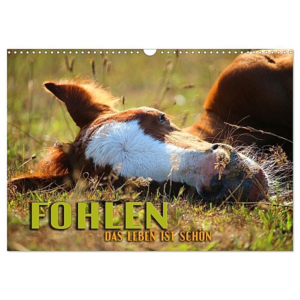 Fohlen - das Leben ist schön (Wandkalender 2024 DIN A3 quer), CALVENDO Monatskalender, Renate Utz