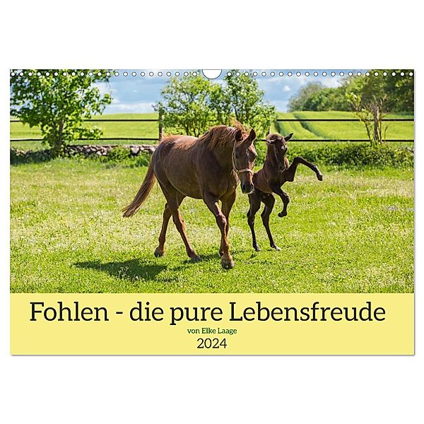 Fohlen - die pure Lebensfreude (Wandkalender 2024 DIN A3 quer), CALVENDO Monatskalender, Elke Laage