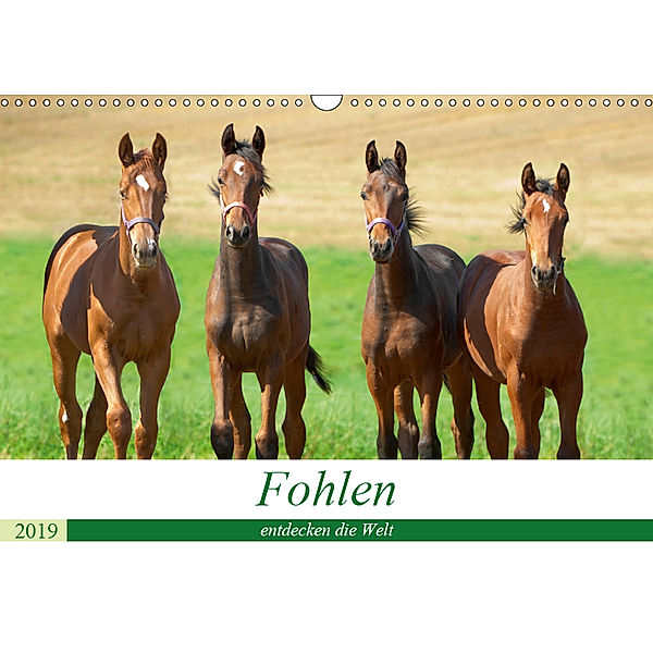 Fohlen entdecken die Welt (Wandkalender 2019 DIN A3 quer), Kerstin Waurick