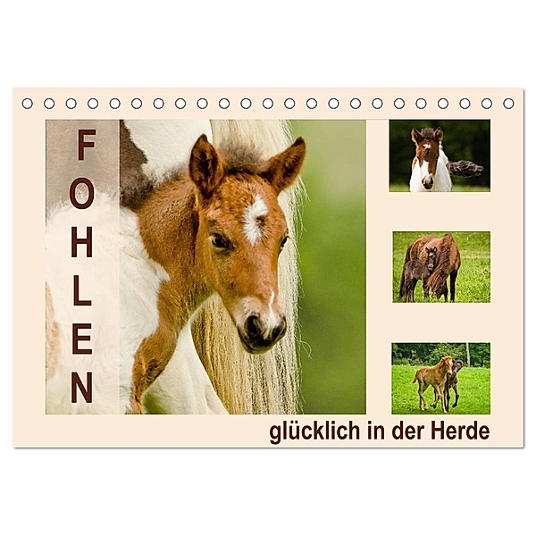 Fohlen, glücklich in der Herde (Tischkalender 2024 DIN A5 quer), CALVENDO Monatskalender, Brinja Schmidt