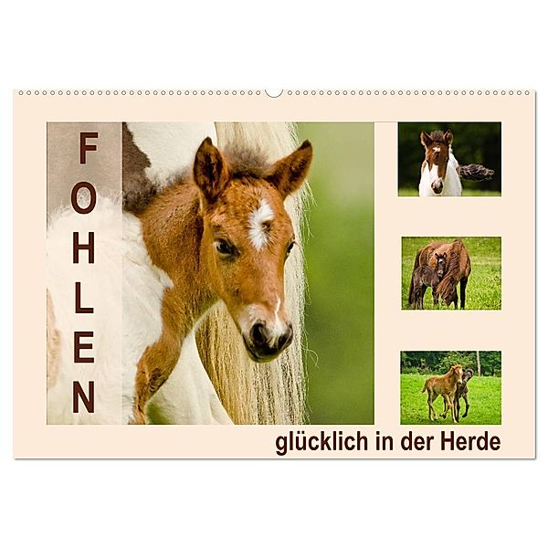 Fohlen, glücklich in der Herde (Wandkalender 2024 DIN A2 quer), CALVENDO Monatskalender, Brinja Schmidt