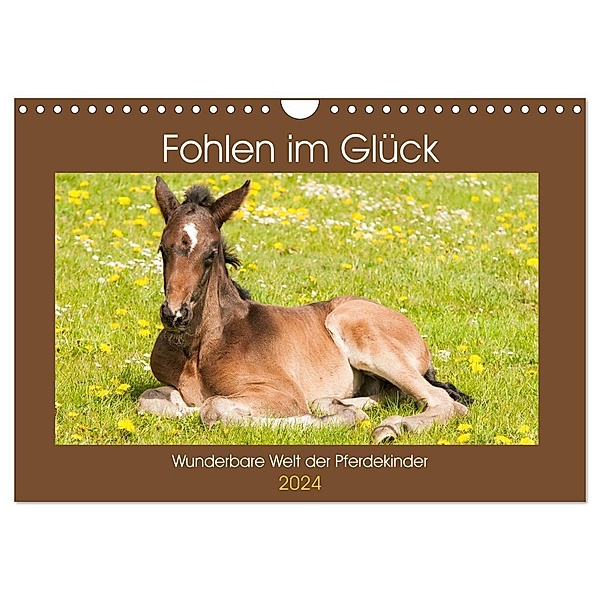 Fohlen im Glück - Wunderbare Welt der Pferdekinder (Wandkalender 2024 DIN A4 quer), CALVENDO Monatskalender, Meike Bölts