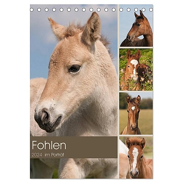 Fohlen im Porträt (Tischkalender 2024 DIN A5 hoch), CALVENDO Monatskalender, Meike Bölts