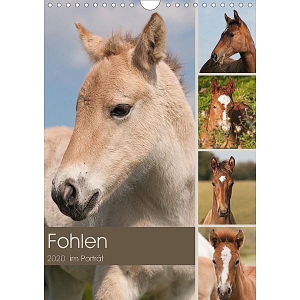 Fohlen im Porträt (Wandkalender 2020 DIN A4 hoch), Meike Bölts