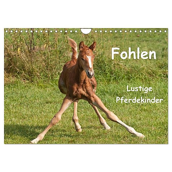 Fohlen - Lustige Pferdekinder (Wandkalender 2024 DIN A4 quer), CALVENDO Monatskalender, Meike Bölts