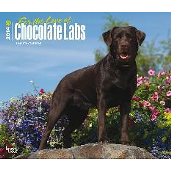 For the love of 2014 Chocolate Labrador Retriever - Braune Labradore