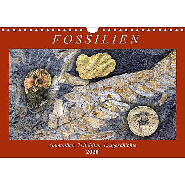 Fossilien - Ammoniten, Trilobiten, Erdgeschichte (Wandkalender 2020 DIN A4 quer), Anja Frost