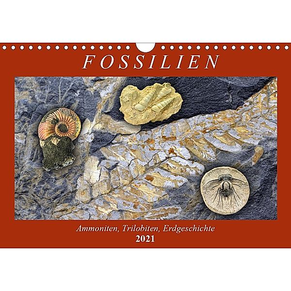 Fossilien - Ammoniten, Trilobiten, Erdgeschichte (Wandkalender 2021 DIN A4 quer), Anja Frost