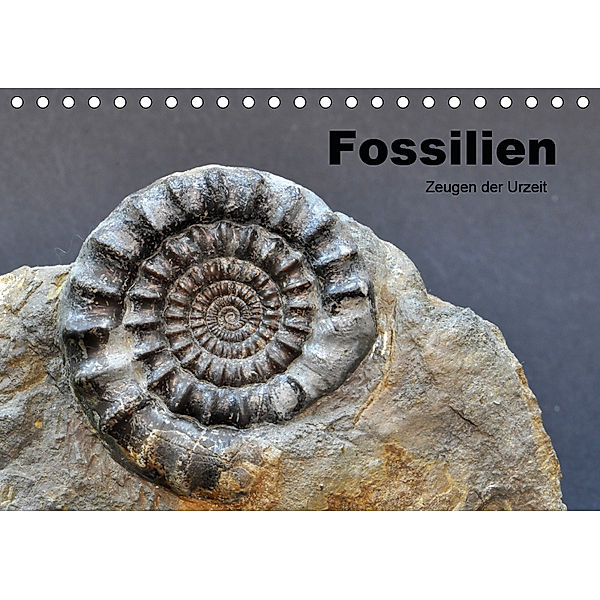 Fossilien - Zeugen der Urzeit (Tischkalender 2019 DIN A5 quer), Renate Wagner